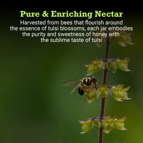 First Bud Organics Tulsi Honey