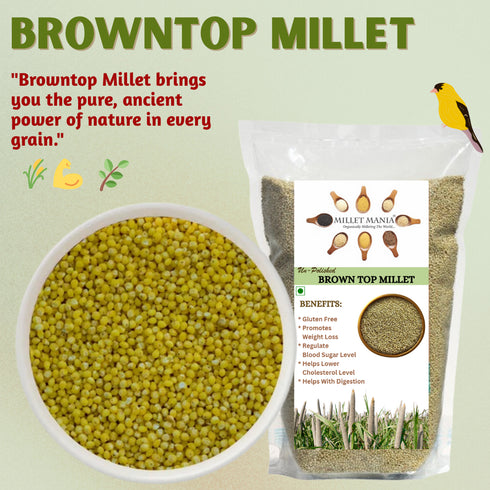 Millet Mania Browntop Millet