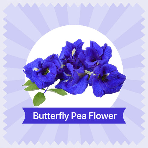 Blue Tea Butterfly Pea Flower Tea | 300 Teabags