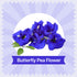 Blue Tea Butterfly Pea Flower Tea | 300 Teabags