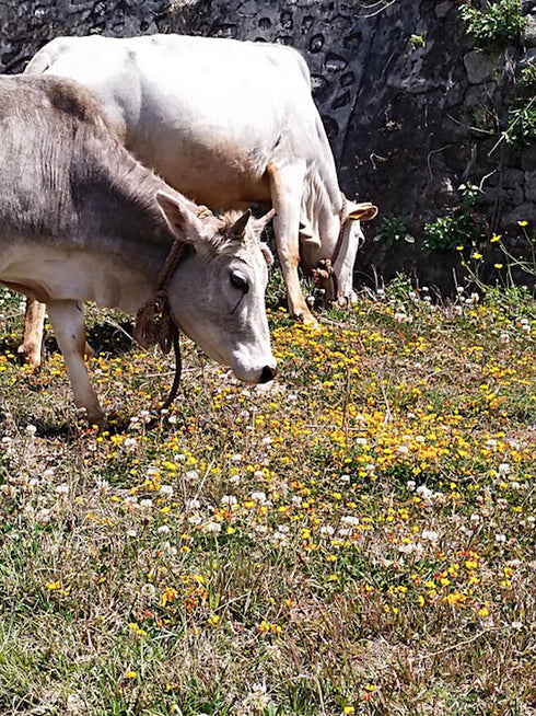 Hetha Himalayan Badri Cow A2 cultured Bilona Ghee / A2 Ghee