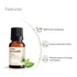 Vasuestore Vasu Aromatics Basil Essential Oil 100 Pure and Natural