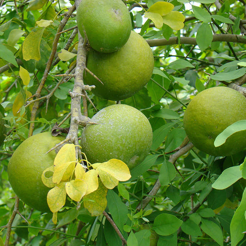 Fresh Bael Fruit