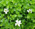 Hetha Brahmi Ghrita / Brahmi Ghee