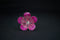 Pure Silver Light Pink Small Flower 9g