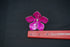 Pure Silver Dark Pink Small Flower 12g