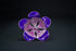 Pure Silver Pink Purple Flower 17g