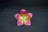 Pure Silver Yellow And Pink Flower 7g