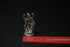 Pure Silver Antique Hayagriva Sahita Bhu Lakshmi Varaha Idol 89.3g