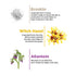 The Skin Story Anti-Aging Foaming Face Wash