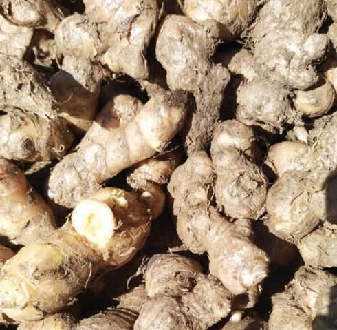 Hetha Pahadi Ginger / Adrak