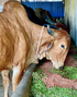 Hetha Desi Cow A2 cultured Bilona Ghee / A2 Ghee