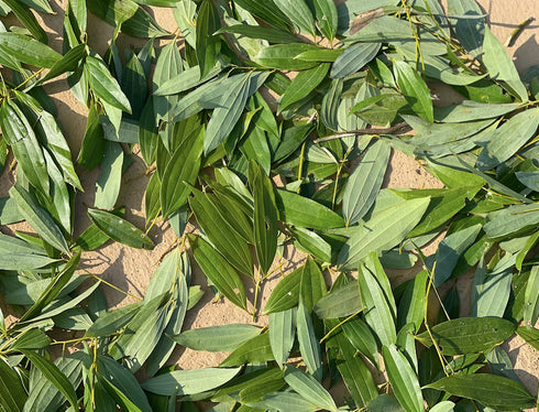 Hetha Himalayan Bay Leaf / Tejpatta