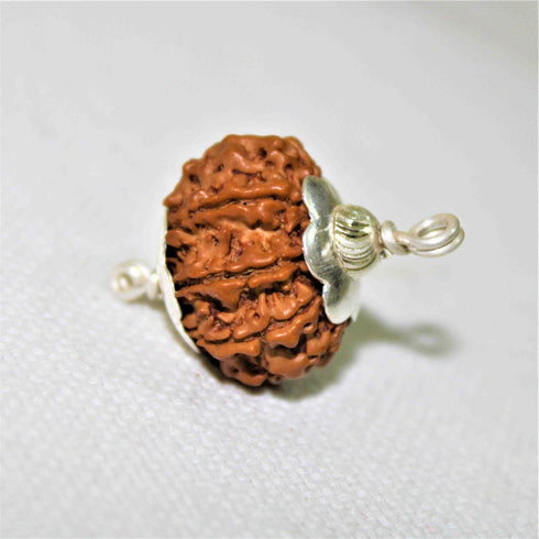 Natural Rudraksha With Silver Plated Capping Lab Tested