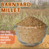 Millet Mania Barnyard Millet