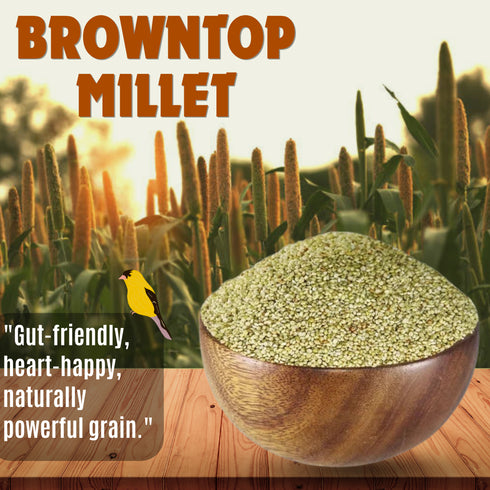 Millet Mania Browntop Millet