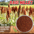 Millet Mania Ragi Finger Millet