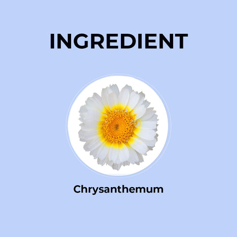 Blue Tea Chrysanthemum Flower Tea
