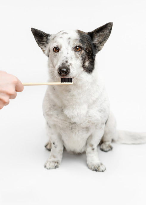 Bamboo India Bamboo Pet Toothbrush - Koko