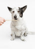 Bamboo India Bamboo Pet Toothbrush - Koko