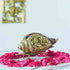 Samskara Home Lakshmi Vishnu Shankh