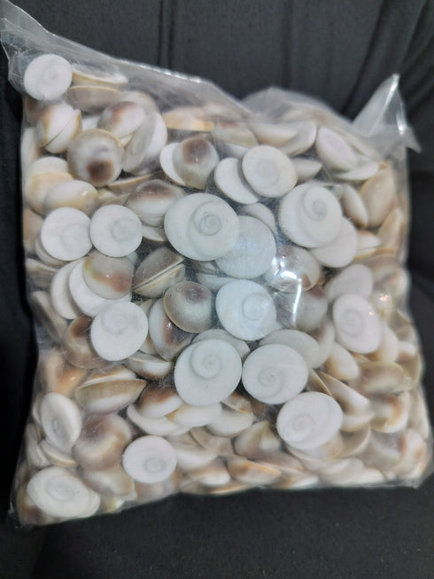 Gomati Chakra MEDIUM to Small per Piece