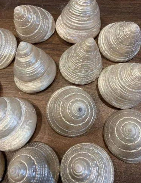 Natural Original Moti Shank for Puja Per Piece