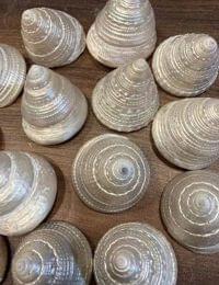 Natural Original Moti Shank for Puja Per Piece