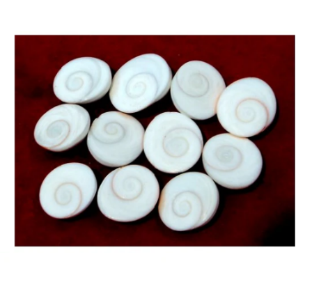 Gomati Chakra MEDIUM to Small per Piece