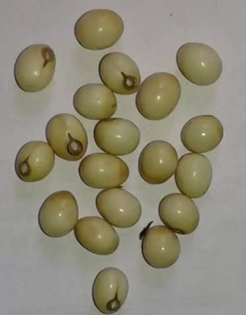 Original Tella Guriginjalu - 1 Pc