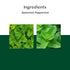 Vahdam Tea Pure Mint Herbal Tea Tisane