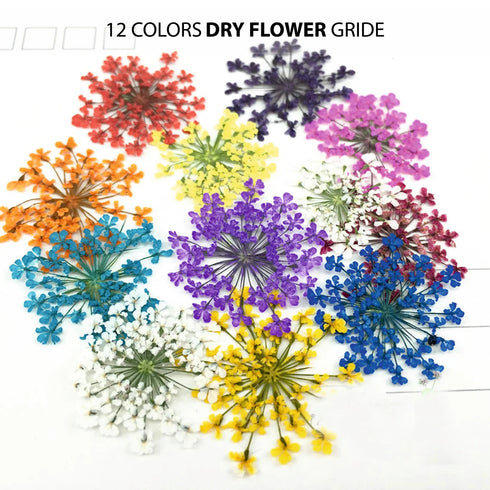 Shills Professional Dry Flower