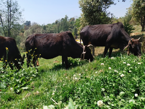 Hetha Full Moon Himalayan Badri Cow Bilona Ghee / A2 Ghee