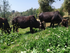 Hetha Full Moon Himalayan Badri Cow Bilona Ghee / A2 Ghee