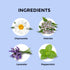 Blue Tea Sleep Time Herbal Tea