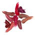 Soku Cosmetic Always Kissable Matte Liquid Lipstick - Violet Vixen