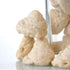 Prakruthi Thoothukudi Macaroons