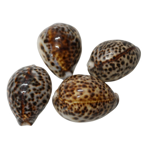 Kaudi (Cowrie Shell) for Puja, Tantra & Vastu ( pack of 4)