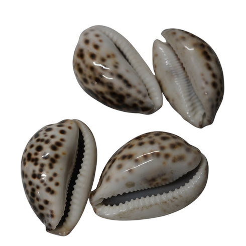 Kaudi (Cowrie Shell) for Puja, Tantra & Vastu ( pack of 4)