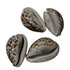 Kaudi (Cowrie Shell) for Puja, Tantra & Vastu ( pack of 4)