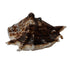 Panchmukhi Shankh for Puja | Sacred Hindu Conch Shell