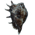 Panchmukhi Shankh for Puja | Sacred Hindu Conch Shell