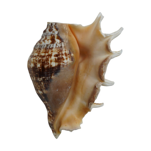 Panchmukhi Shankh for Puja | Sacred Hindu Conch Shell