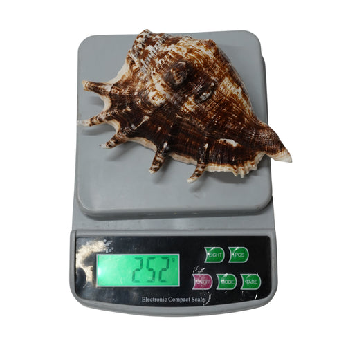 Panchmukhi Shankh for Puja | Sacred Hindu Conch Shell