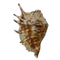 Panchmukhi Shankh for Worship & Vastu Use