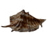 Panchmukhi Shankh for Worship & Vastu Use