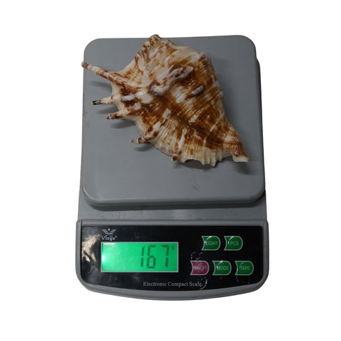 Panchmukhi Shankh for Worship & Vastu Use