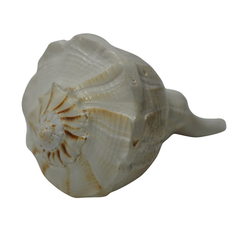Laxmi Shankh for Wealth & Prosperity | Puja Conch