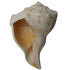 Laxmi Shankh for Wealth & Prosperity | Puja Conch