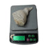 Laxmi Shankh for Wealth & Prosperity | Puja Conch